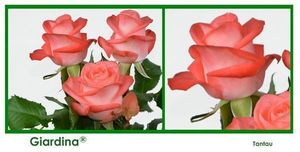 ROSE GIARDINA 50